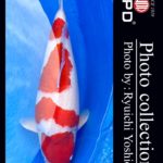 JPD koi video photo collections