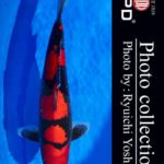 JPD koi video photo collections