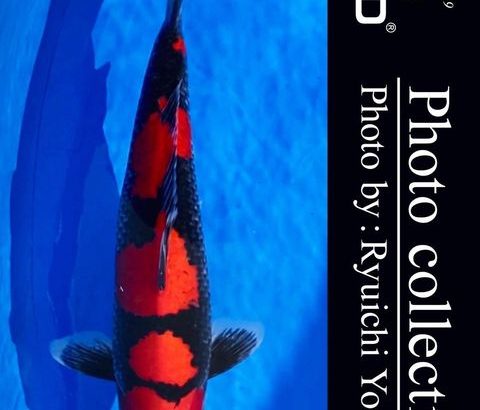 JPD koi video photo collections