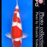 JPD koi video photo collections