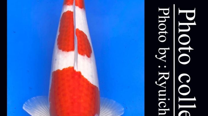 JPD koi video photo collections