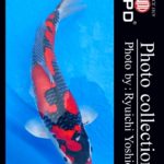 JPD koi video photo collections