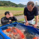 Nishikigoi Murakami harvest