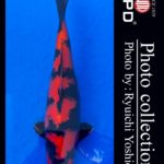 JPD koi video photo collections