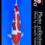 JPD koi video photo collections