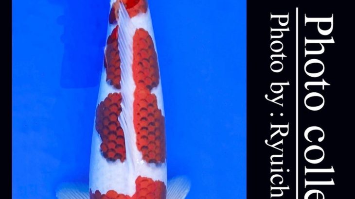 JPD koi video photo collections