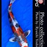 JPD koi video photo collections