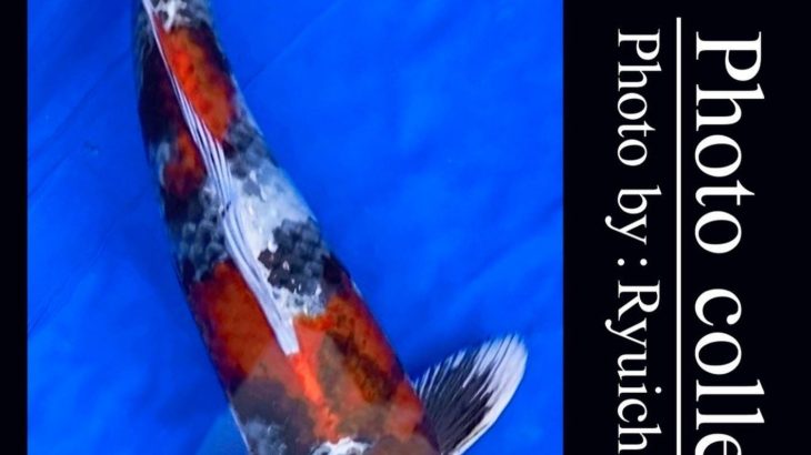 JPD koi video photo collections