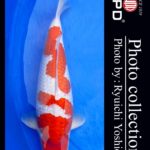 JPD koi video photo collections