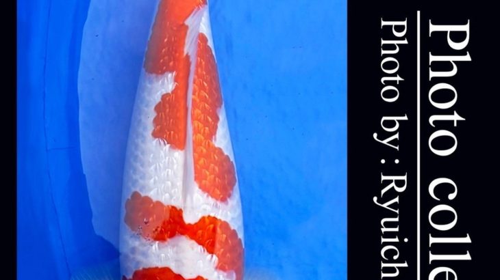 JPD koi video photo collections