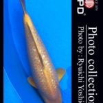 JPD koi video photo collections