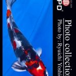 JPD koi video photo collections