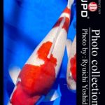 JPD Koi Collections  Dainichi Toyota