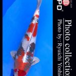 JPD koi video photo collections