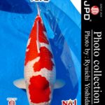 JPD Photo Collections  All Japan Koi Show 2016
