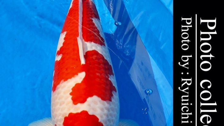 JPD Photo Collections  All Japan Koi Show 2016