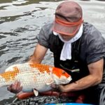 Tedori Fish Land Harvest