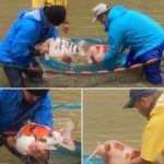 2021 Marujyu koi farm main mud pond harvest in Niigata prefecture  100% fed JPD at this pond.