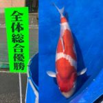 2021年10月23日 第40回魚沼市錦鯉品評会