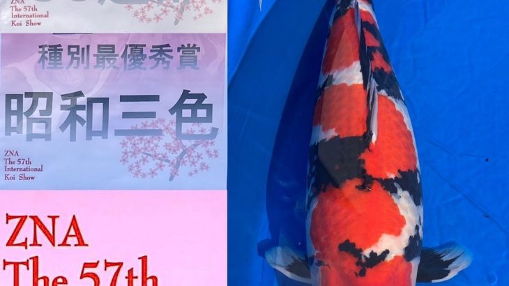 57thZNA International Koi Show 2021