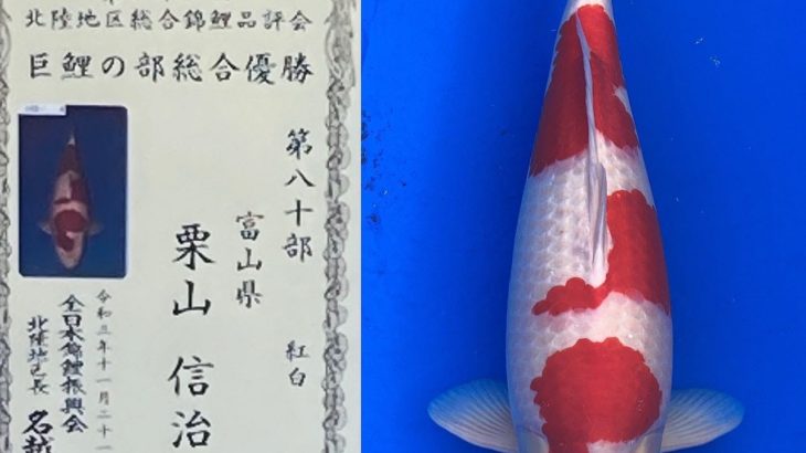 22th Hokuriku district Koi show