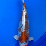 22th Hokuriku district Koi show