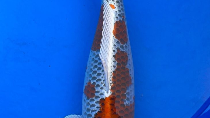 22th Hokuriku district Koi show