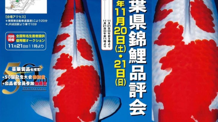 2021年11月20日〜21日 第50回千葉県錦鯉品評会