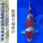 47th Shinkokai Kansai district koi Show