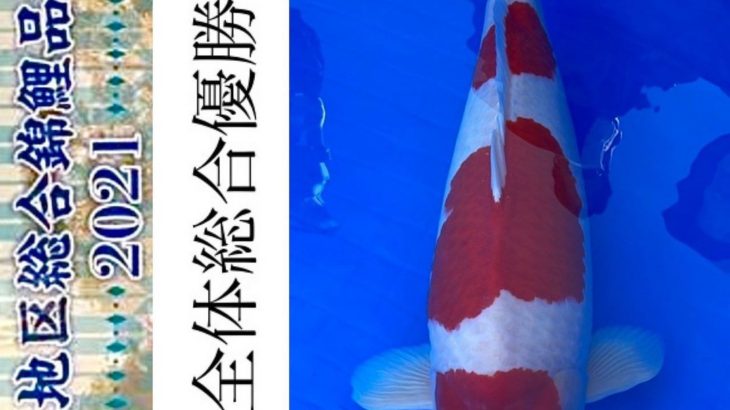 47th Shinkokai Kansai district koi Show