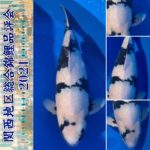 47th Shinkokai Kansai district koi Show