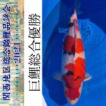 47th Shinkokai Kansai district koi Show