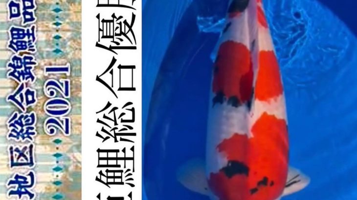 47th Shinkokai Kansai district koi Show