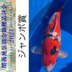 47th Shinkokai Kansai district koi Show