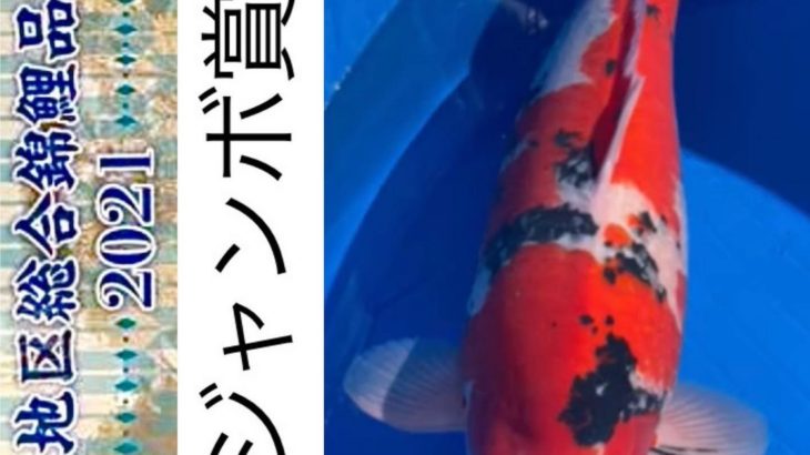 47th Shinkokai Kansai district koi Show