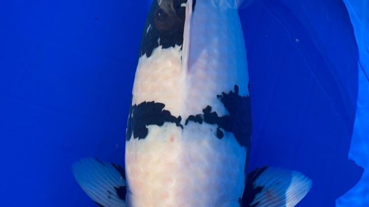 47th Shinkokai Kansai district koi Show