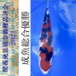 47th Shinkokai Kansai district koi Show