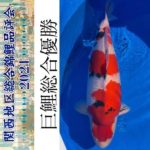 47th Shinkokai Kansai district koi Show