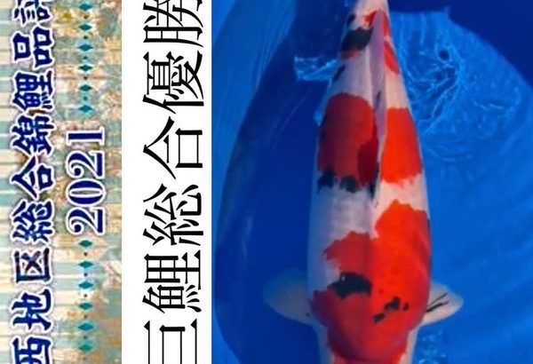 47th Shinkokai Kansai district koi Show