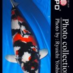 JPD Koi Photo Collections