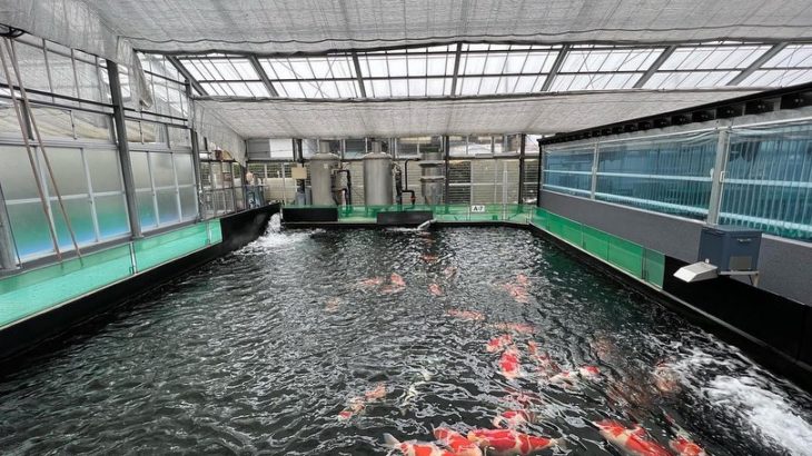 2021 Tokai District koi show