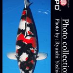 JPD Koi Photo Collections