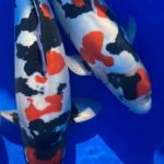 2021 Tokai District koi show