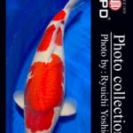 JPD Koi Photo Collections