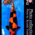 JPD Koi Photo Collections