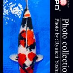 JPD Koi Photo Collections