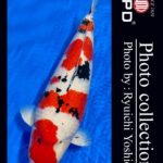 JPD Koi Photo Collections