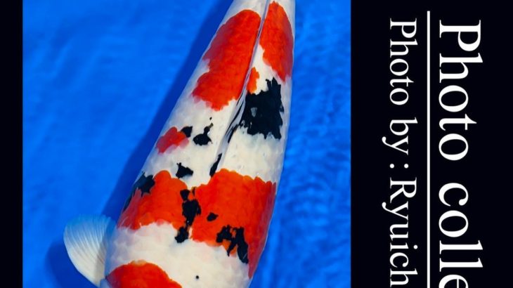 JPD Koi Photo Collections