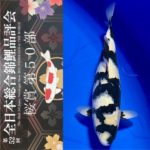 Sakura prize 2021 All Japan koi Show