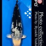 JPD Koi photo Video Collections